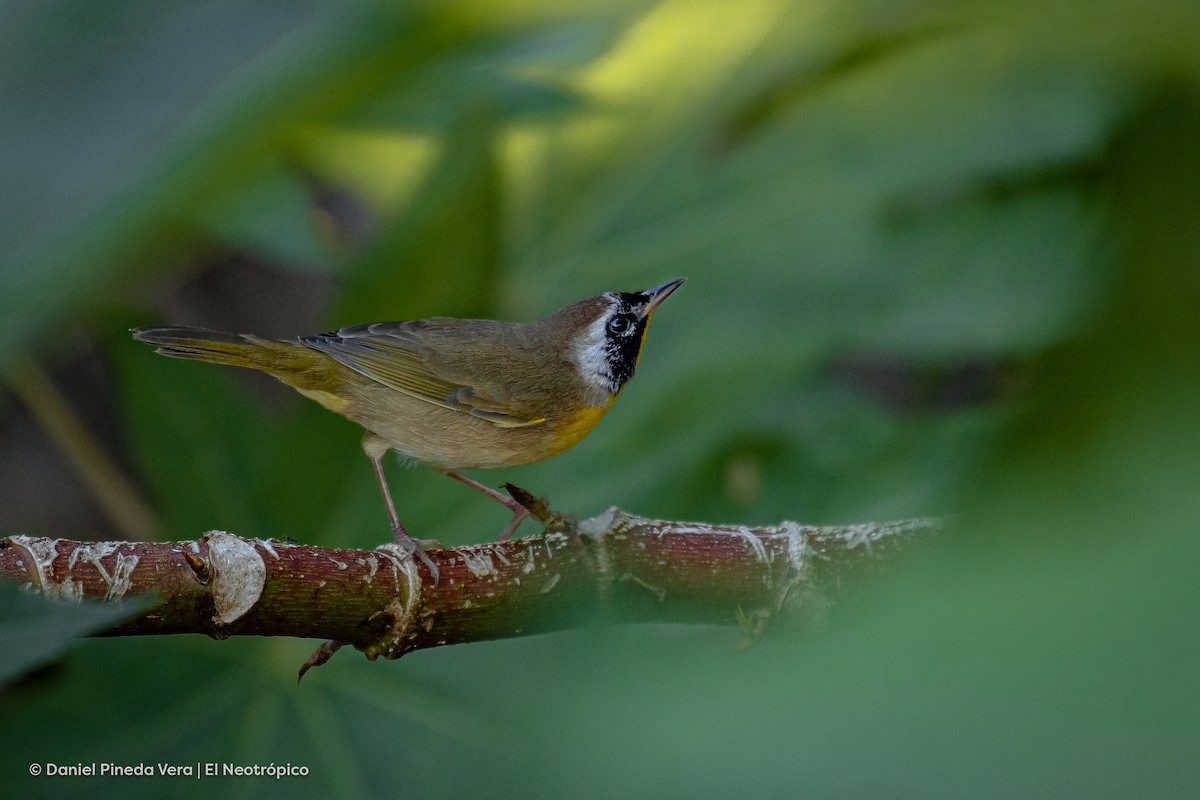 Common Yellowthroat - Daniel Pineda Vera