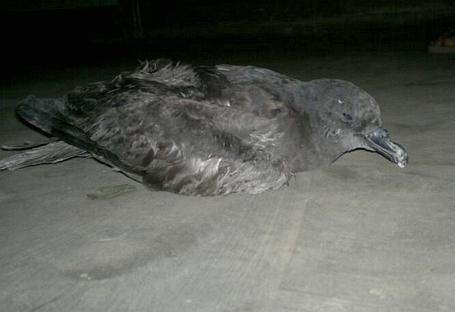 Jouanin's Petrel - ML379177461