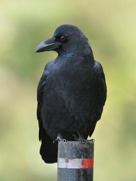 Large-billed Crow (Large-billed) - ML379178411