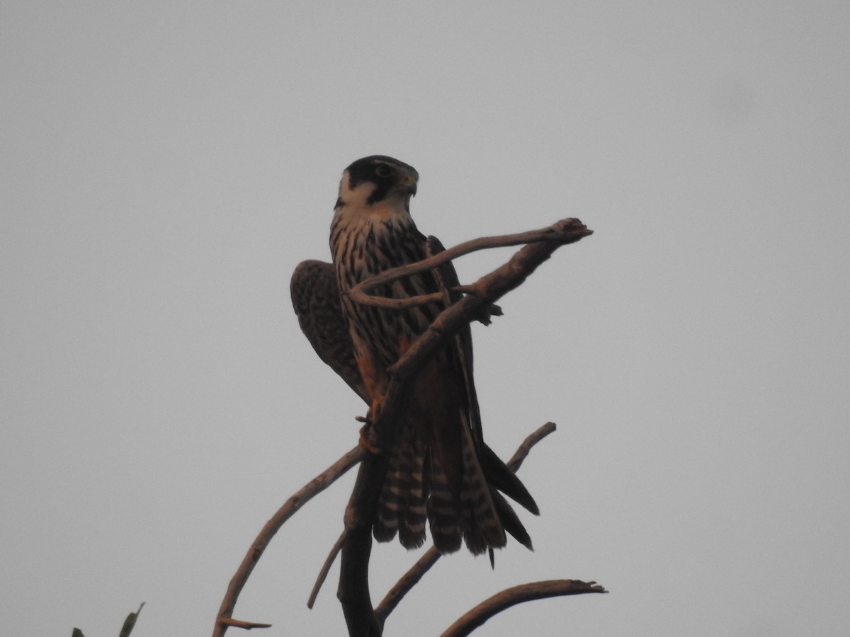 Eurasian Hobby - ML379178481