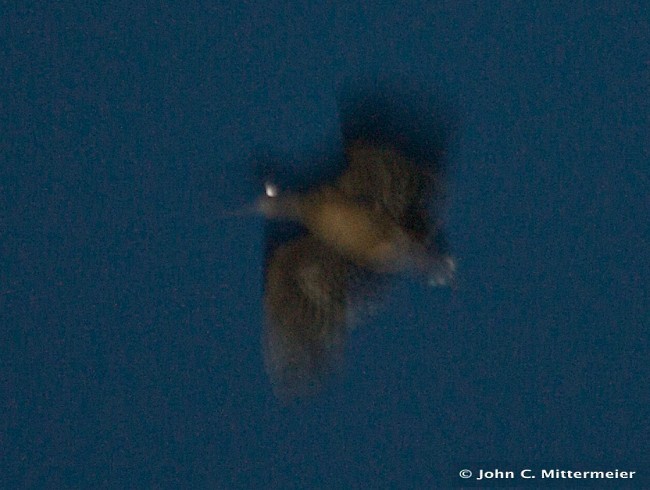 Moluccan Woodcock - ML379178541