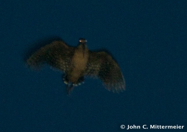 Moluccan Woodcock - ML379178571