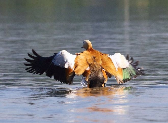 Ruddy Shelduck - ML379178881