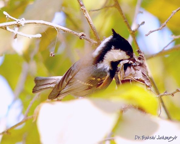 Coal Tit (Black-crested) - ML379178891