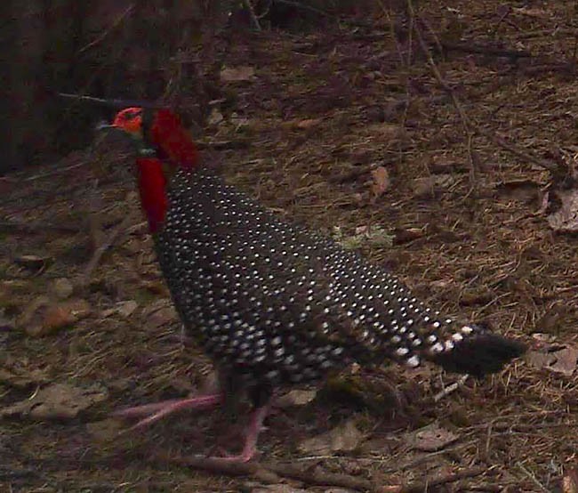 Karaca Tragopan - ML379179091