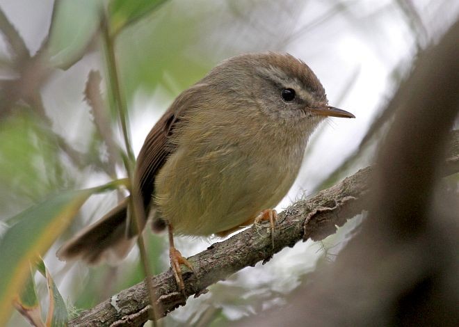 Yellowish-bellied Bush Warbler - Pete Morris