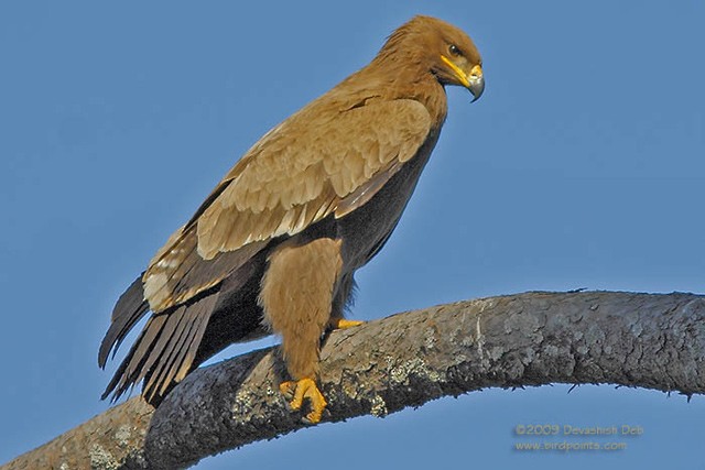 Steppe Eagle - ML379179431