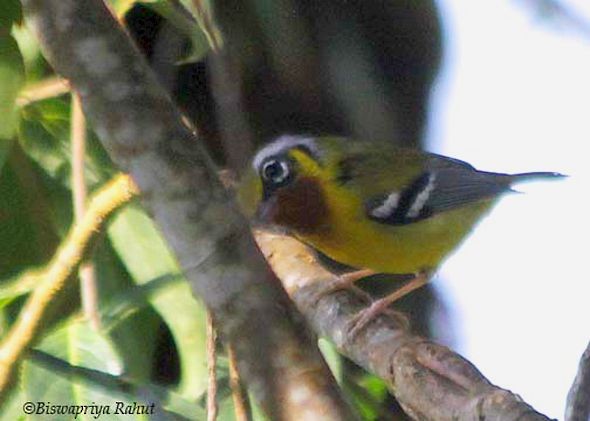 クリノドモズチメドリ - ML379179471