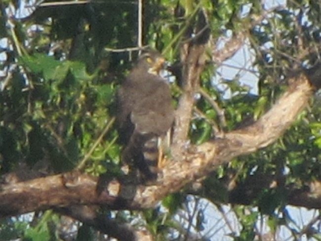 jestřábec východní - ML379179701