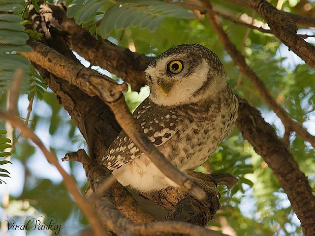 Spotted Owlet - ML379179731