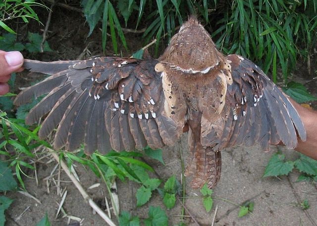 Philippine Frogmouth - ML379180091