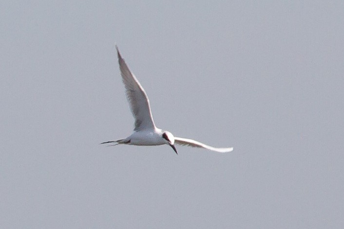 Forster's Tern - ML379180141