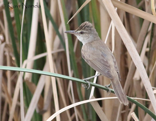 Clamorous Reed Warbler - ML379180661