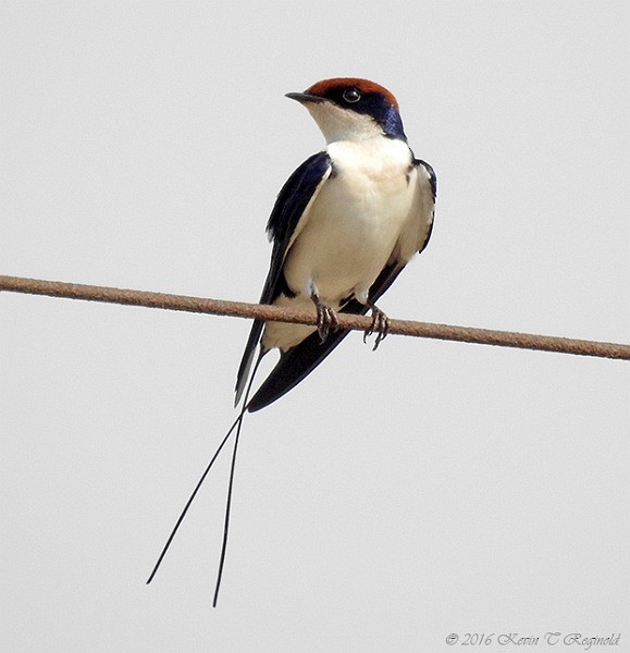 Wire-tailed Swallow - ML379180771