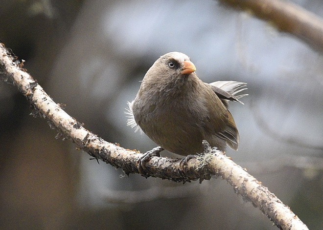 Great Parrotbill - ML379181461