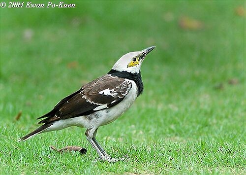 Black-collared Starling - ML379181541