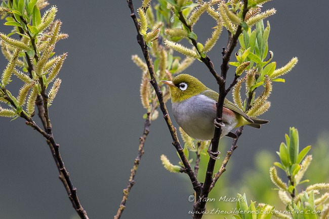 Chestnut-flanked White-eye - ML379181791