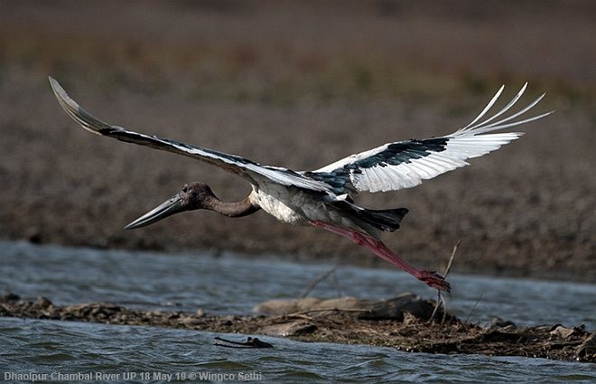 Black-necked Stork - ML379182321