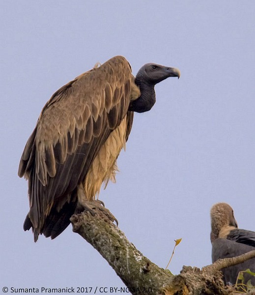 Slender-billed Vulture - ML379182861
