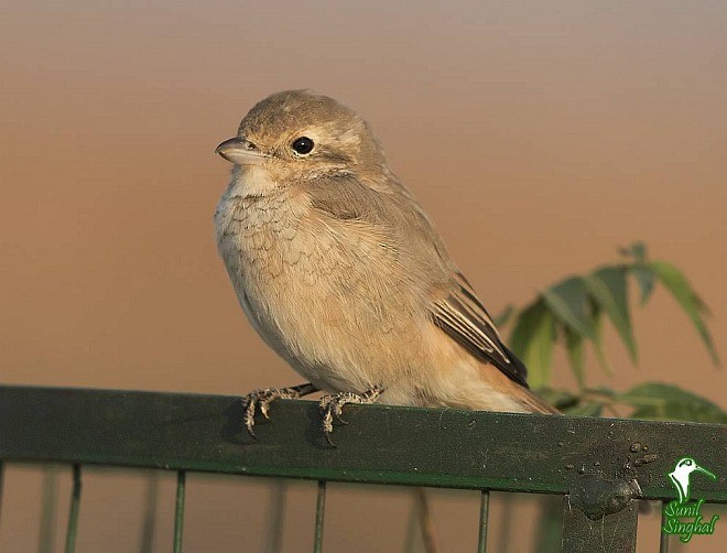 Isabelline Shrike (Chinese) - ML379184251