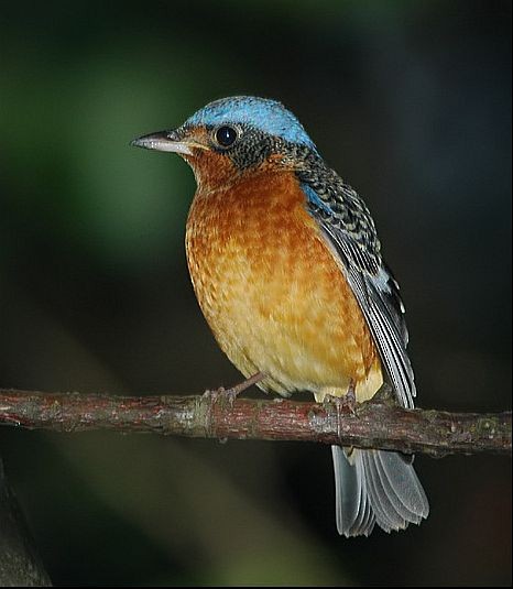 White-throated Rock-Thrush - ML379184281