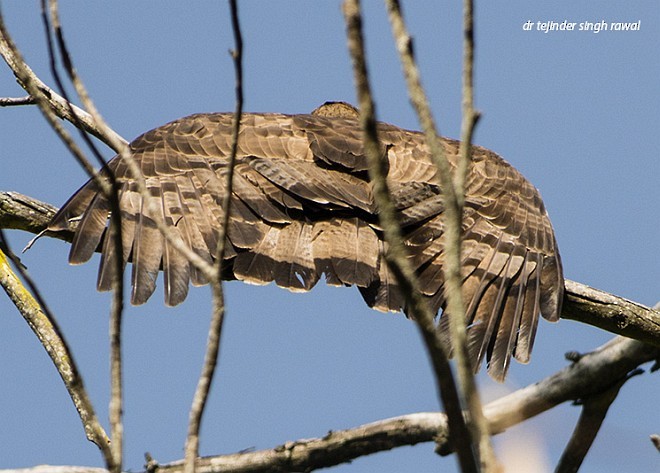 Oriental Honey-buzzard - Dr Tejinder Singh Rawal