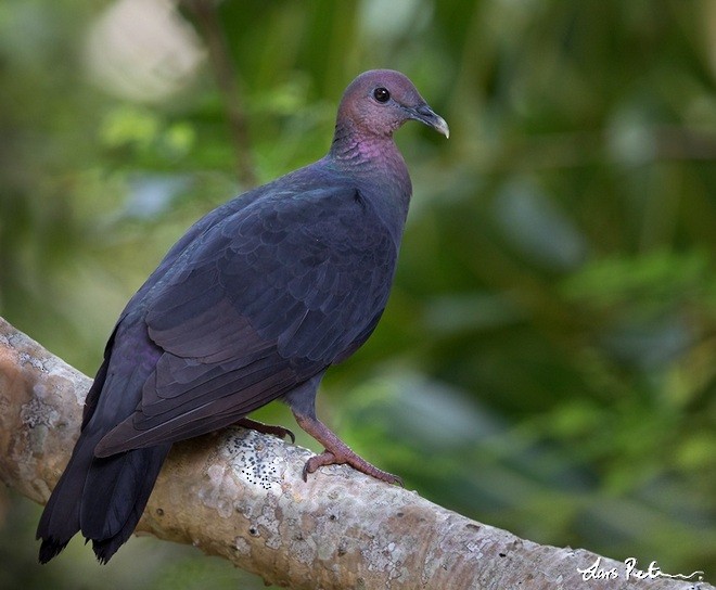 Black Wood-Pigeon - ML379185931