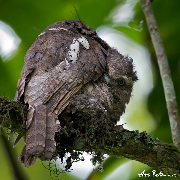 Javan Frogmouth - ML379186191