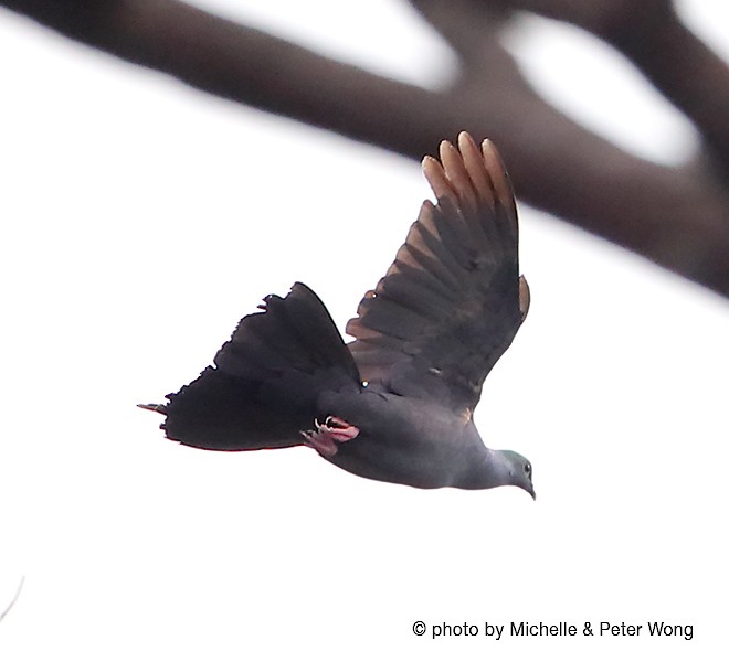 Black Wood-Pigeon - ML379186281