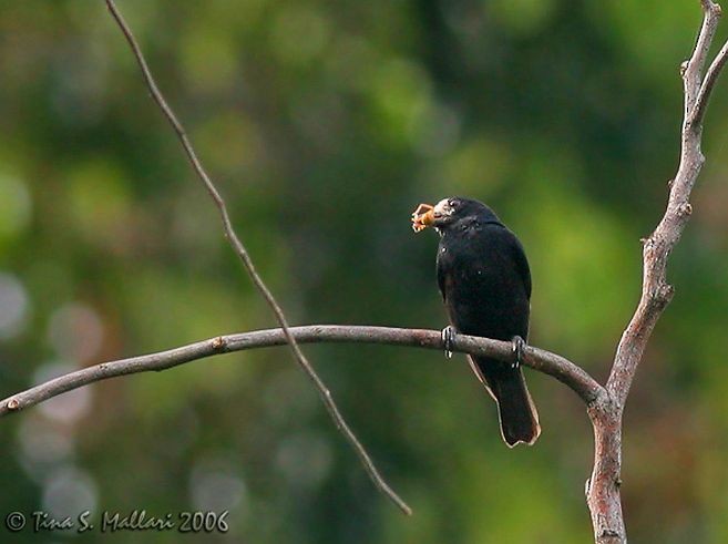 White-fronted Tit - Tina Mallari