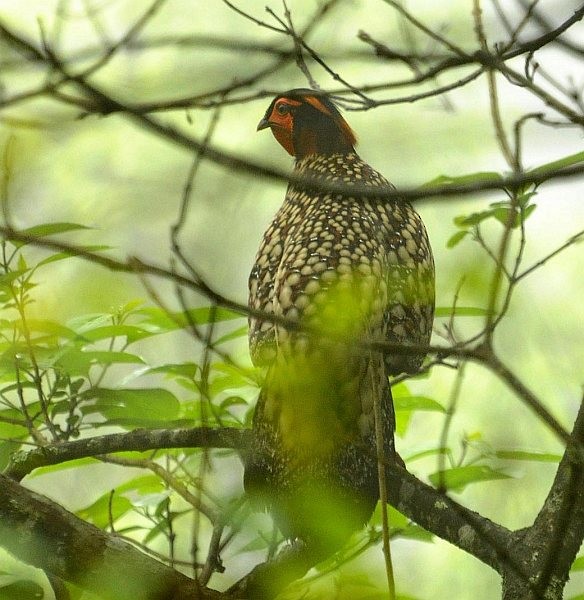 Cabot's Tragopan - ML379187181