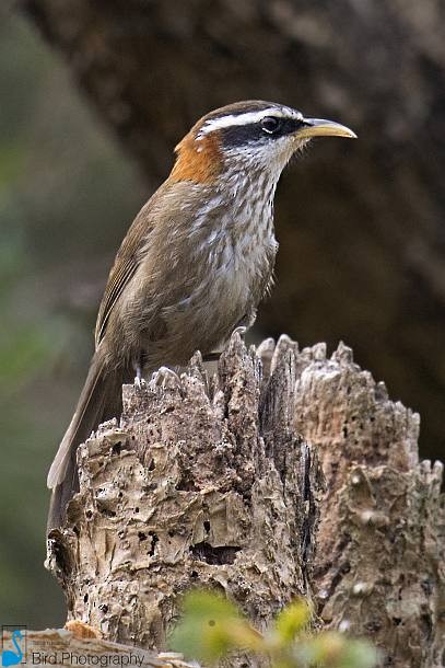 Streak-breasted Scimitar-Babbler - ML379187291