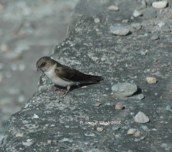 Pale Martin - ML379187831