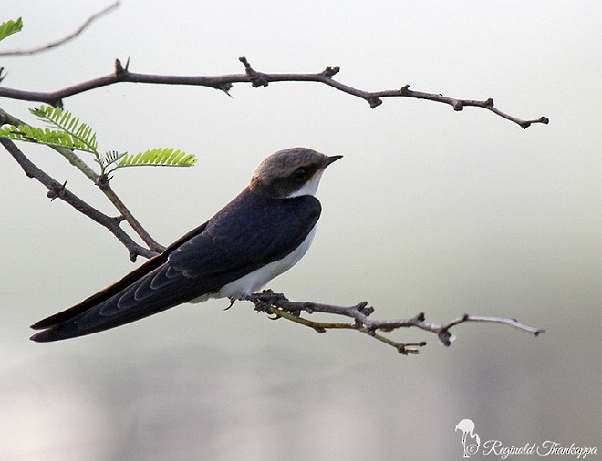 Golondrina Colilarga - ML379188311