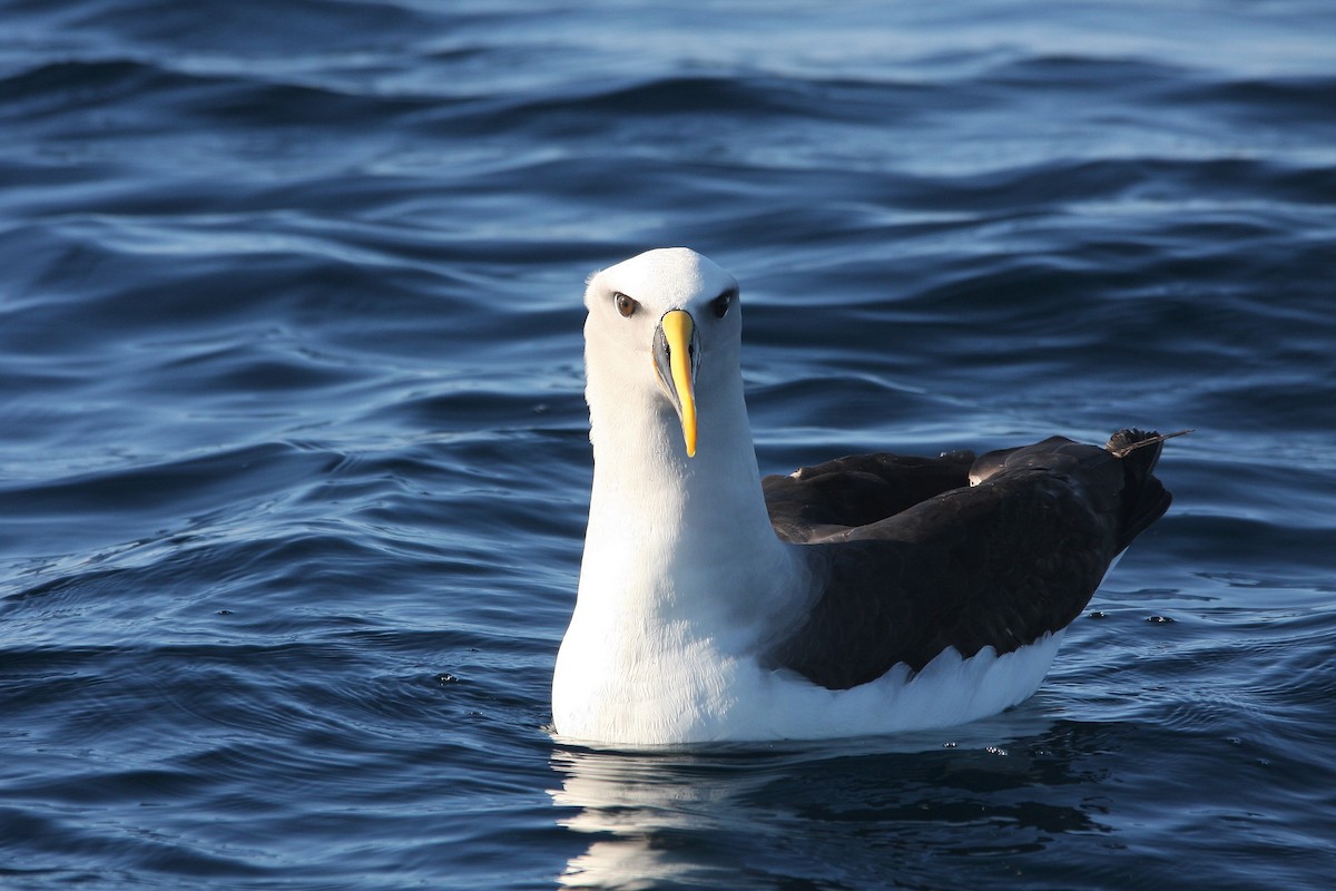 Albatros de Buller - ML379188731