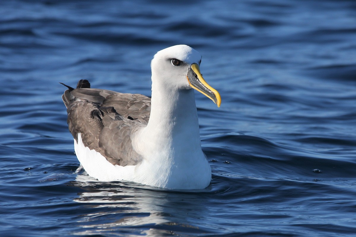 Buller Albatrosu - ML379188771