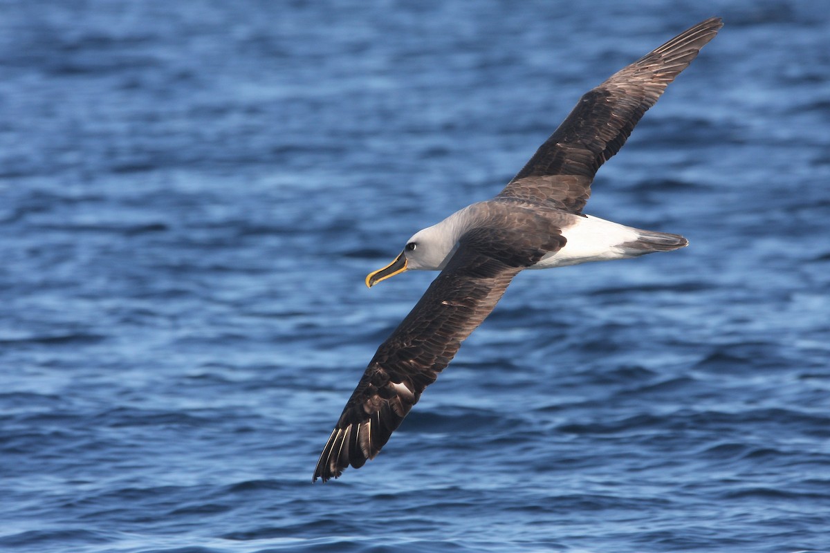 Buller's Albatross - John Ballinger