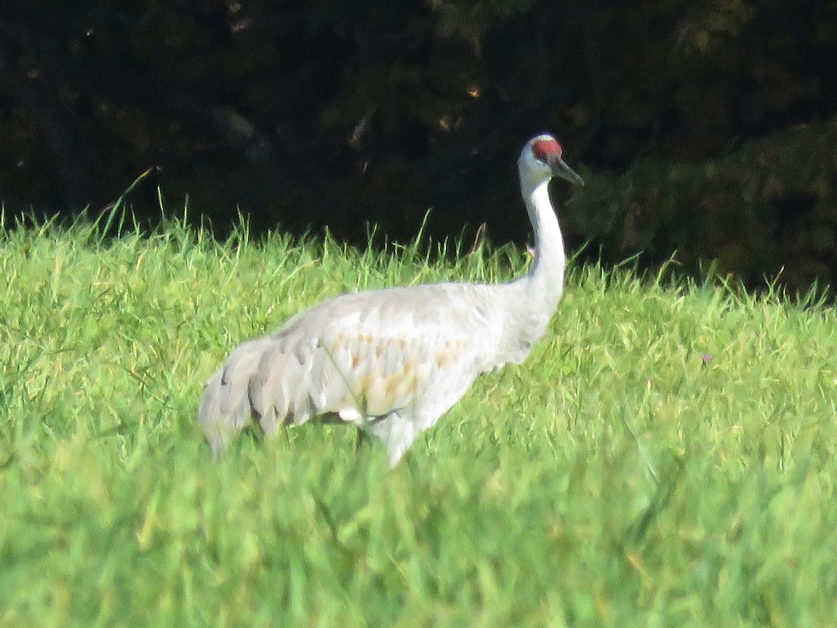 Sandhill Crane - ML379189031