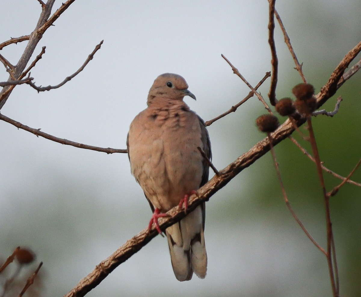 Eared Dove - Elby Anderson A Silva