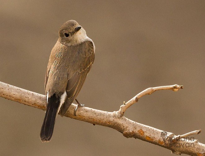 Taiga Flycatcher - ML379189141