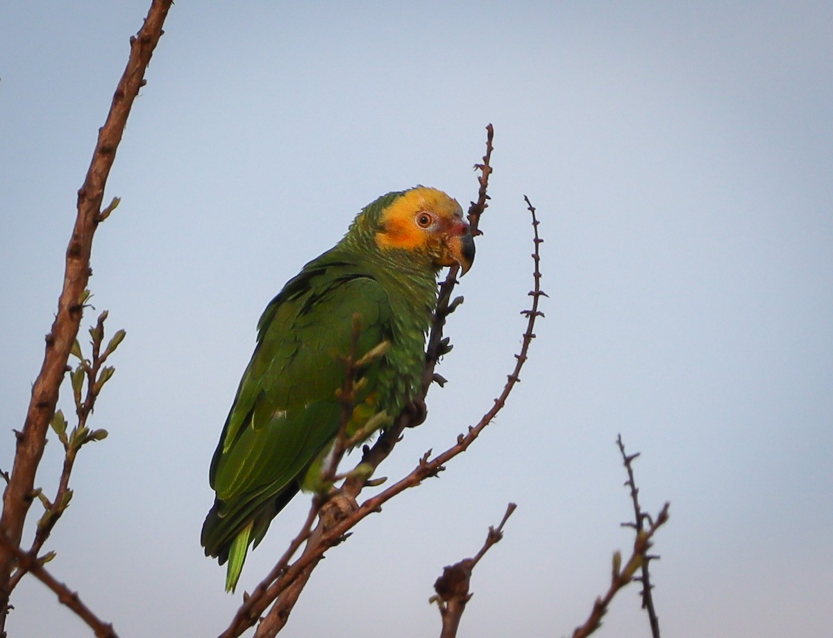 Yellow-faced Parrot - Elby Anderson A Silva