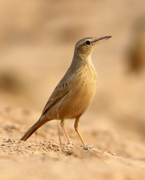 Long-billed Pipit (Persian) - ML379189241