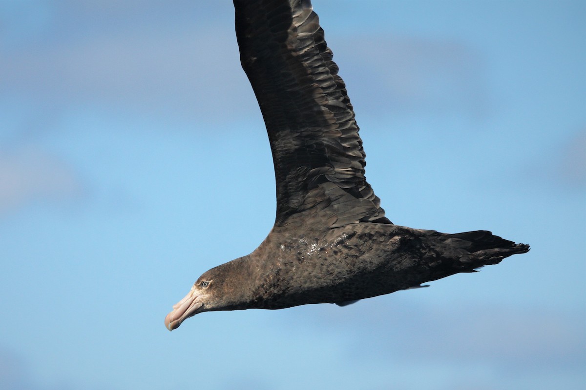 Northern Giant-Petrel - John Ballinger