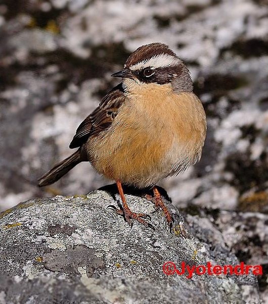 Brown Accentor - ML379191981