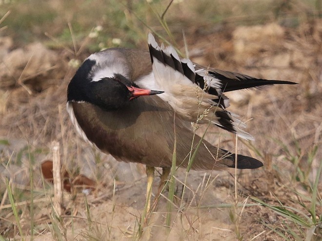 Red-wattled Lapwing - ML379192181