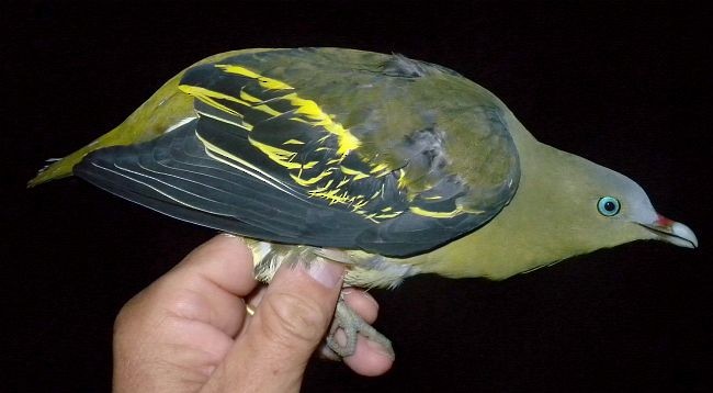 Philippine Green-Pigeon - Philip Round