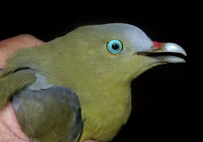 Philippine Green-Pigeon - ML379192641