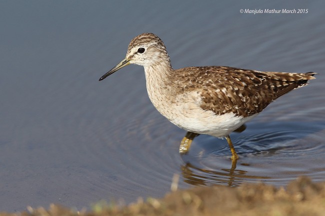 Wood Sandpiper - ML379192781