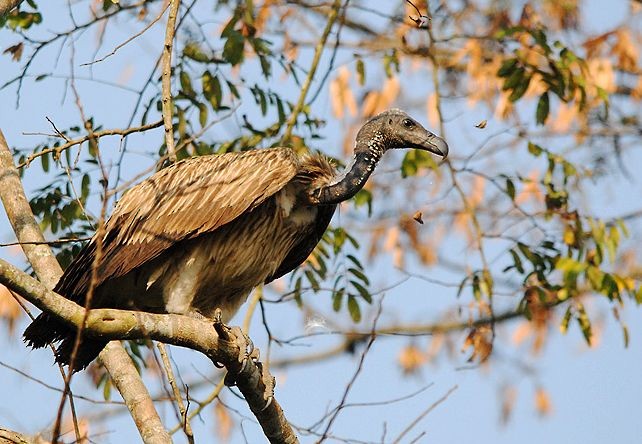 Slender-billed Vulture - ML379193131