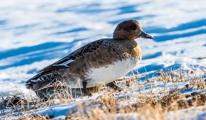 Eurasian Wigeon - Mohit Kumar Ghatak